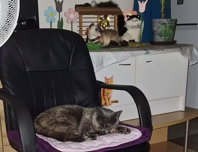 Grijze kat slapend op een Frimouf koelmat op een fauteuil