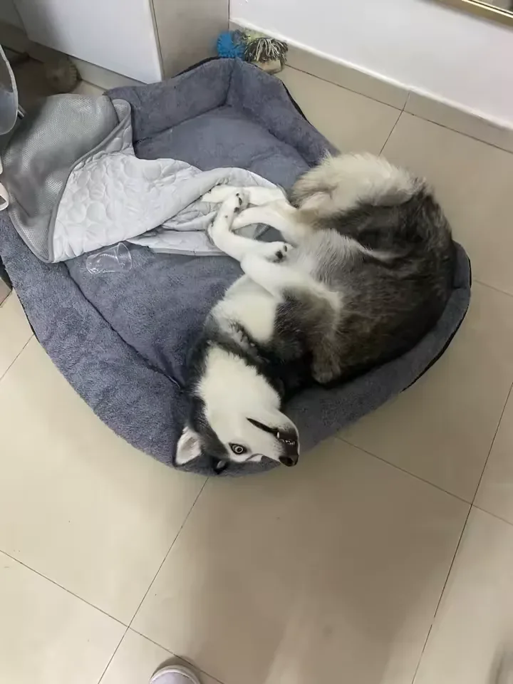Husky liggend naast hun Frimouf koelmat