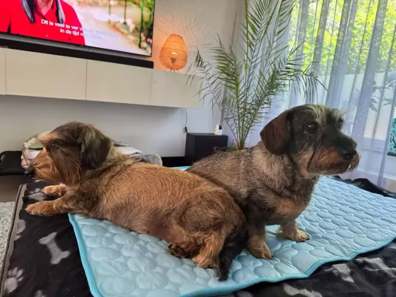 Twee teckels liggend op een Frimouf koelmat